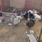 ديوك رومي