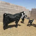 تيس فاخر