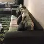السلام عليكم كنب لوجه الله