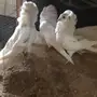 بيعه سريعه وسماح 