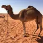 ذلول للبيع 