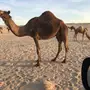 خلفه أم رابع