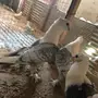 حب الرمان زوج في انتاجه