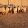 طليان ورخال نعيم العدد 39