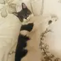 قطه امريكيه انثى