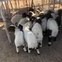 للبيع هرافا 