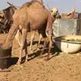 قعود وبكرة للبيع 