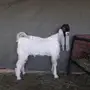 تيس هولندي