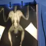 صقر حر للبيع 
