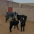 معزا مواليد متاويم