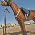 حصان عربي واهو فحل حار