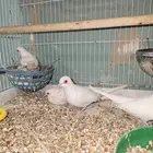يمام سنوايت
