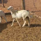 طلي حري طيب