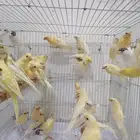 فروخ كناري(تم البيع)