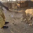 سواكن تربيه ماشا الله فل شحم