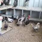 دجاج قزم حباحب