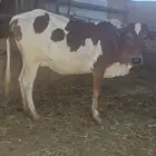 بقره القحه في ثمنيه شهور