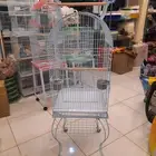 مستلزمات طيور بادجي روز كروان كاسكو مكاو دره