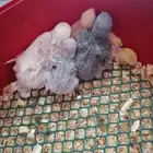 فروخ روز غر ((تم البيع))