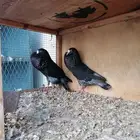 نفاخ ستنجر سنب (تم البيع)