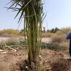 نخل للبيع مثمر فروخ جثايث نقايل