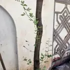 اشجار قرض وطلح 3 متر 2 بوصه