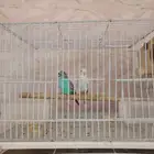 زوج بادجي منتج صحه جميله