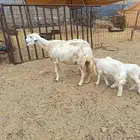 نعجه0معها طليان