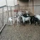 تيوس جنوبيه وعوارض و طليان ورخال حري