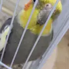 زوج كروان