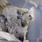 فرخ عمره شهر لبيع 3000