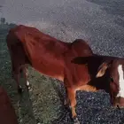 4 حسلان