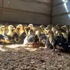 صوص بط بلدى بالحجز عن طريف الجوال أو الواتس