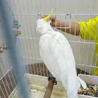 ( تم البيع )كوكاتو سلفر اليف متكلم