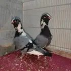 زوج حمام بلق باانتاجه للبيع