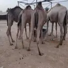 اطيب واجود لحوم القعدان الصومالية عندنا