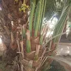 للبيع نخل عربي واشنطونيا