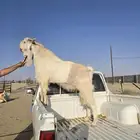 تيس هولندي فحل للبيع ببيشة
