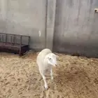 طلي دوربر
