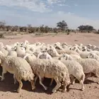 غنم حريه حرش