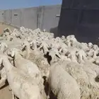 غنم حريه حرش طيبه