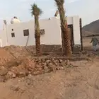 نخل القصيم