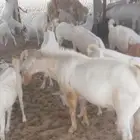 تيس بيشي