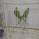 دره للبيع منتج