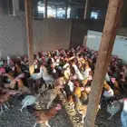 ديوك بلدي