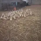بط بكيني العدد 65