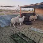 خرفان حريات طيبه