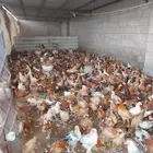 دجاج بلدي