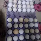 بيض دجاج بلدي للكل ممتاز طاظه و لي التفقيس