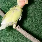 فرخ روز لاتينو